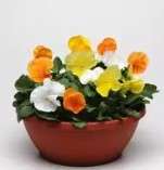 Pansy Matrix Citrus Mix - 10 seeds
