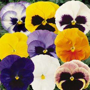 Pansy Punch Mix - 10 seeds