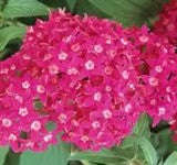 Pentas Butterfly Deep Rose - 5 seeds