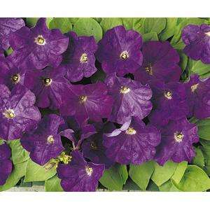 Petunia Carpet True Blue - 10 seeds