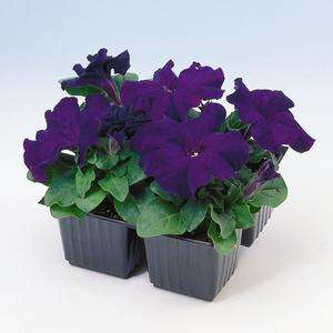 Petunia Limbo GP Blue - 10 seeds