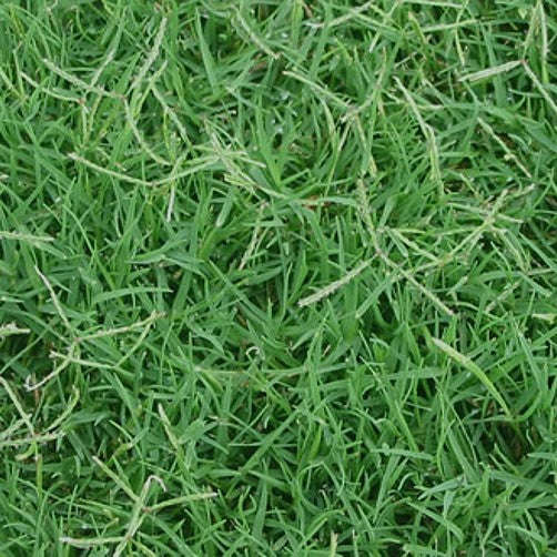 Cyndodon dactylon - Royal TXD Bermuda Lawn / Grass Seed