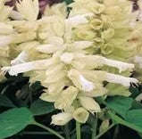 Salvia Vista White - 10 seeds