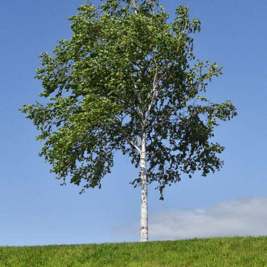 Silver Birch - Betula pendula - Ornamental Tree / Bonsai Tree - 10 Seeds