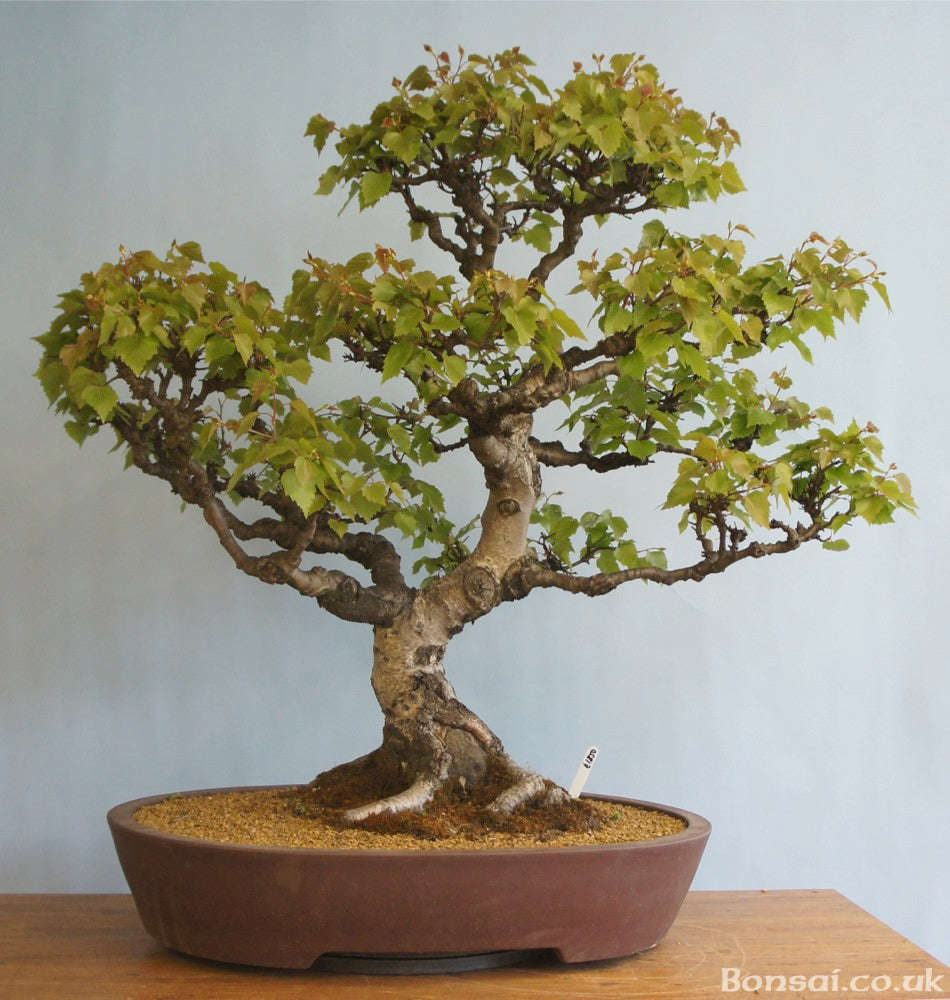 Silver Birch - Betula pendula - Ornamental Tree / Bonsai Tree - 10 Seeds