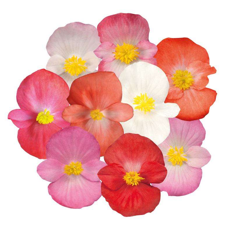Begonia Sprint Plus Maxi Mix - 10 seeds
