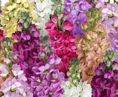 Stocks Cinderella Vivid Formula Mix - 10 seeds
