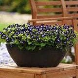 Torenia Kauai Deep Blue - 10 seeds