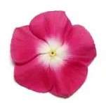 Vinca Pacifica - XP - Burgundy Halo - Catharanthus roseus - 10 Seeds
