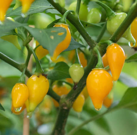 Yellow Biquinho Chilli Pepper - Capsicum annuum - 10 Seeds
