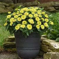 Zinnia Zahara Double Yellow - 5 seeds