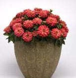 Zinnia Zahara Double Salmon - 5 seeds