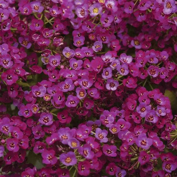 Alyssum Clear Crystal Purple Shades - 10 seeds