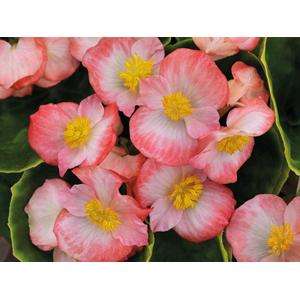 Begonia Sprint Plus Blush - 10 seeds