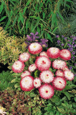 Bellis Habanera White with Red Tips - 10 seeds