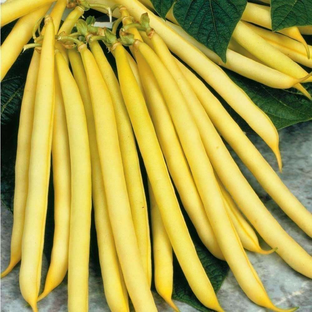 Berggold Golden Yellow Bush Beans - Phaseolus Vulgaris - 10 Seeds