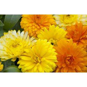 Calendula Bon Bon Mix - 10 seeds
