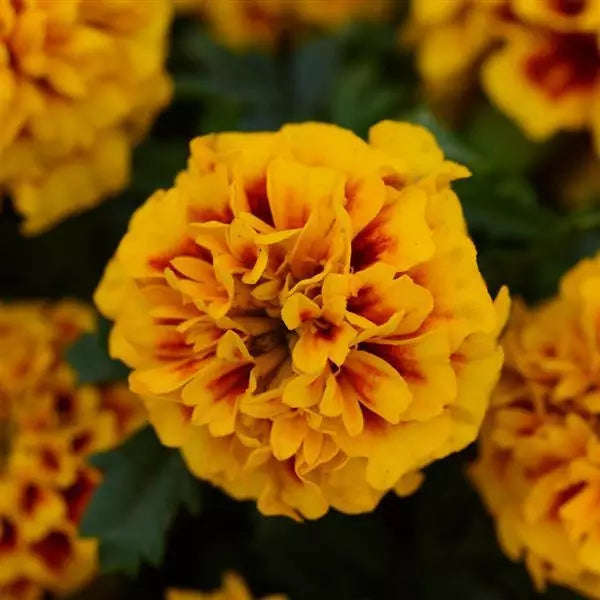 Marigold Hot Pak Fire- 10 seeds