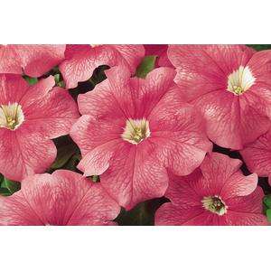 Petunia Dreams Salmon - 10 seeds