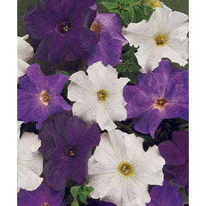 Petunia Dreams Waterfall Mix - 10 seeds