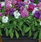 Stocks Hot Cakes Mix- 10 seeds