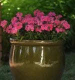 Verbena Quartz Pink Xp - 10 seeds