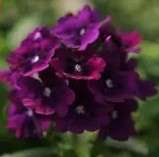 Verbena Quartz Xp Purple - 10 seeds