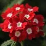 Verbena Quartz Red Eye Xp - 10 seeds