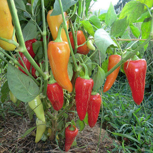 Santa Fe Grande Chilli Pepper - Capsicum Annuum - 20 Seeds