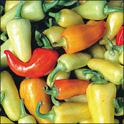 Santa Fe Grande Chilli Pepper - Capsicum Annuum - 20 Seeds
