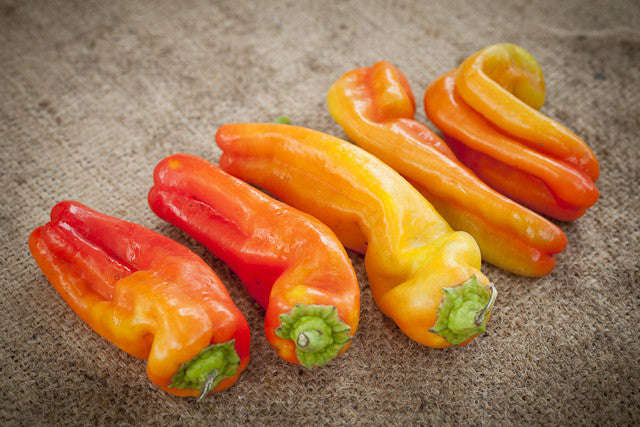 Cubanelle Sweet Pepper - Capsicum Annuum - 20 Seeds