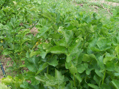 Hollow Crown Parsnip - Pastinaca Sativa - 100 Seeds