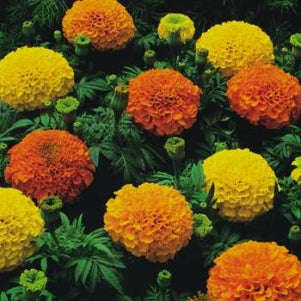 Marigold Crackerjack - Bulk Flower Seeds - 20 grams