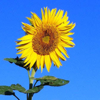 Giant Sunflower - Bulk Edible Flower Seeds - 50 gram