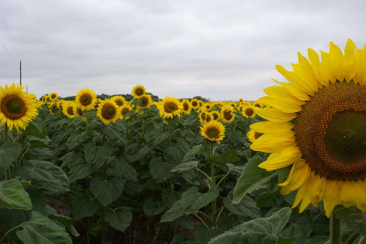 Giant Sunflower - Bulk Edible Flower Seeds - 50 gram