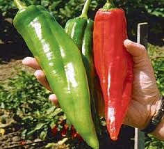 Numex Big Jim Chilli Pepper - Capsicum Frutescens - 10 Seeds