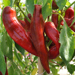 Numex Big Jim Chilli Pepper - Capsicum Frutescens - 10 Seeds