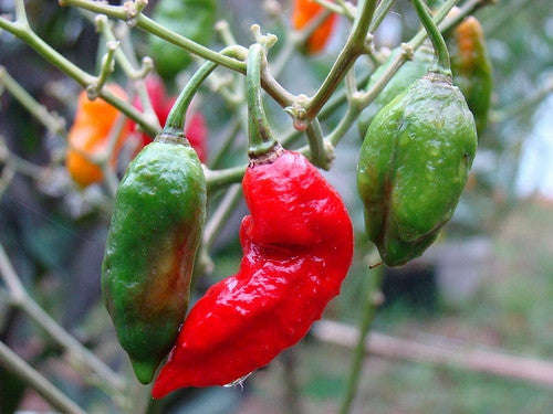 Ghost Pepper - Bhut Jolokia Chilli Pepper - Capsicum Chinense - Seeds - 10 Seeds