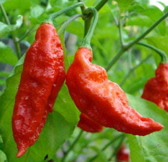 Ghost Pepper - Bhut Jolokia Chilli Pepper - Capsicum Chinense - Seeds - 10 Seeds