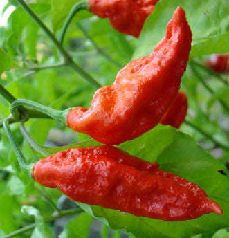 Ghost Pepper - Bhut Jolokia Chilli Pepper - Capsicum Chinense - Seeds - 10 Seeds