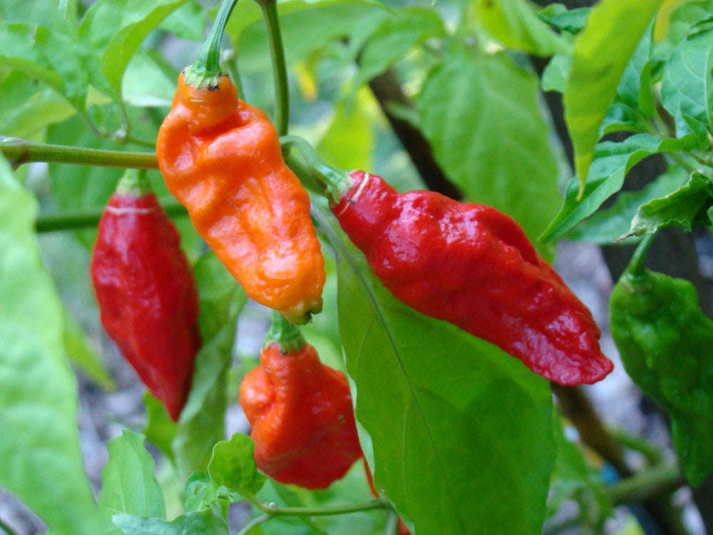 Ghost Pepper - Bhut Jolokia Chilli Pepper - Capsicum Chinense - Seeds - 10 Seeds