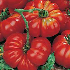 Costoluto Genovese Tomato  - Lycopersicon Esculentum - 10 Seeds - ORGANIC