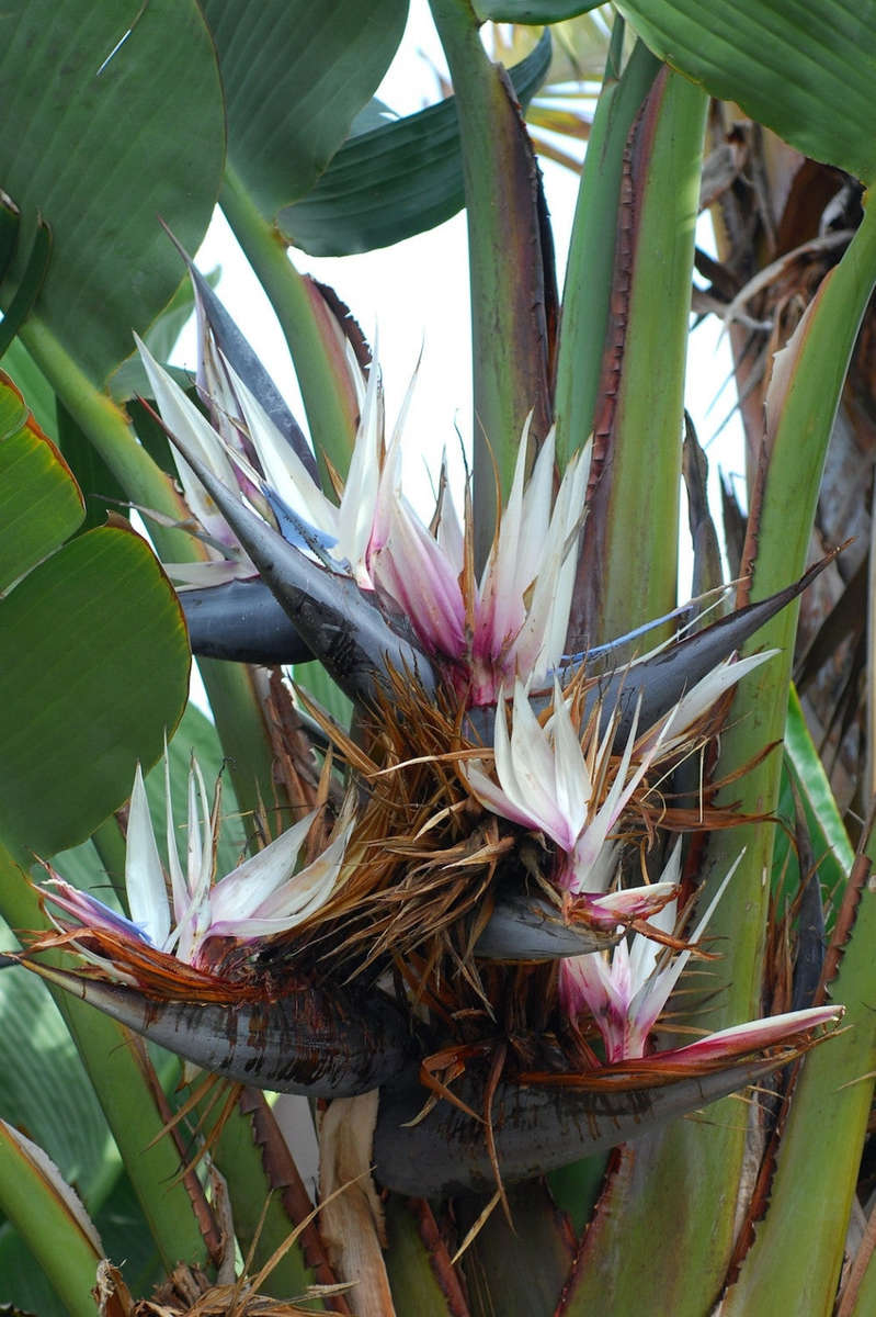 Strelizia Nicolai Evergreen Tree - Natal Wild Banana - Great White Bird of Paradise -... - 100 Seeds