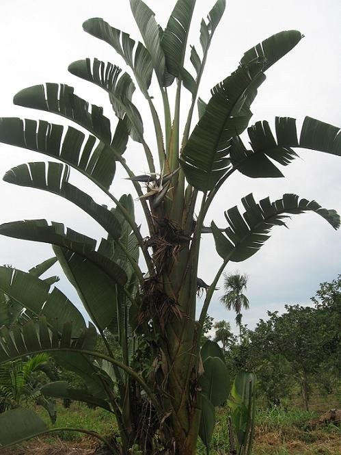 Strelizia Nicolai Evergreen Tree - Natal Wild Banana - Great White Bird of Paradise -... - 100 Seeds