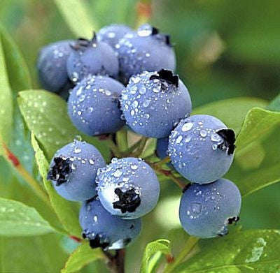 Northern Highbush Blueberry - Fruit Shrub / Tree - Vaccinium Corymbosum - 10 Seeds