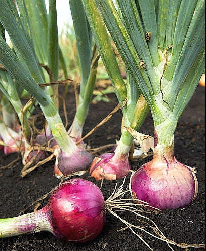 Red Creole Onion - Allium Cepa - Vegetable - 100 Seeds