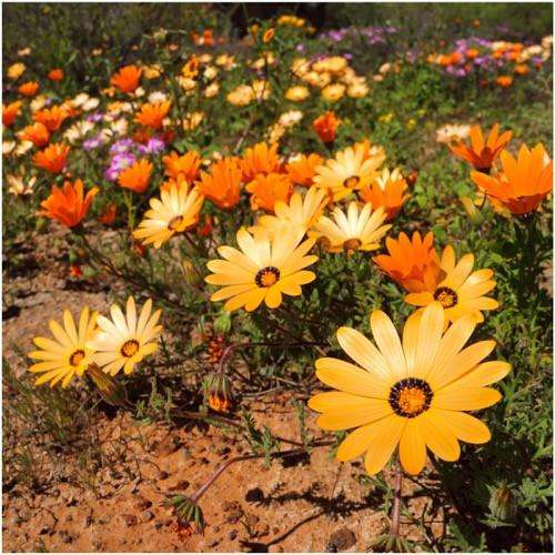 Mixed Colour African Daisy Aurantiaca Mix - Bulk Flower Seeds - 20 grams
