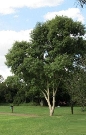 Heteropyxis natalensis - Lavender Tree - Indigenous South African Tree - 10 Seeds