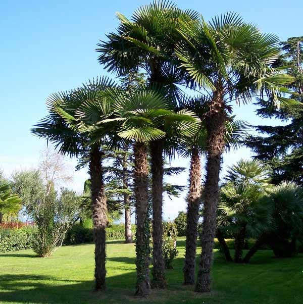 Chinese Windmill Palm - Chusan Palm - Trachycarpus Fortunei  - Exotic Palm - 5 Seeds