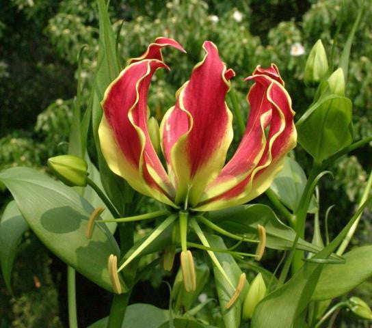Gloriosa Superba Red - Flame Lily - Zimbabwean Bulb - 10 Seeds